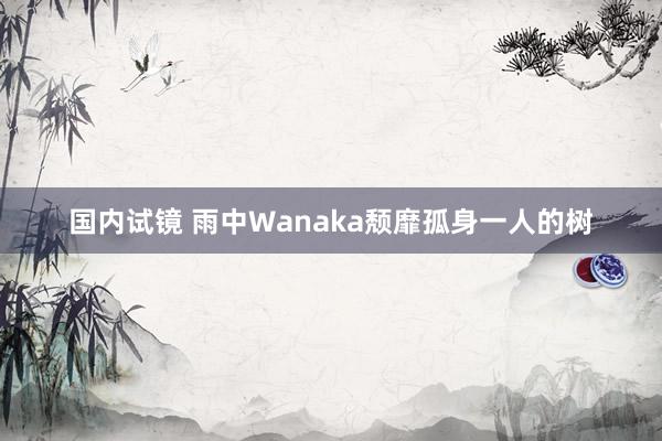 国内试镜 雨中Wanaka颓靡孤身一人的树